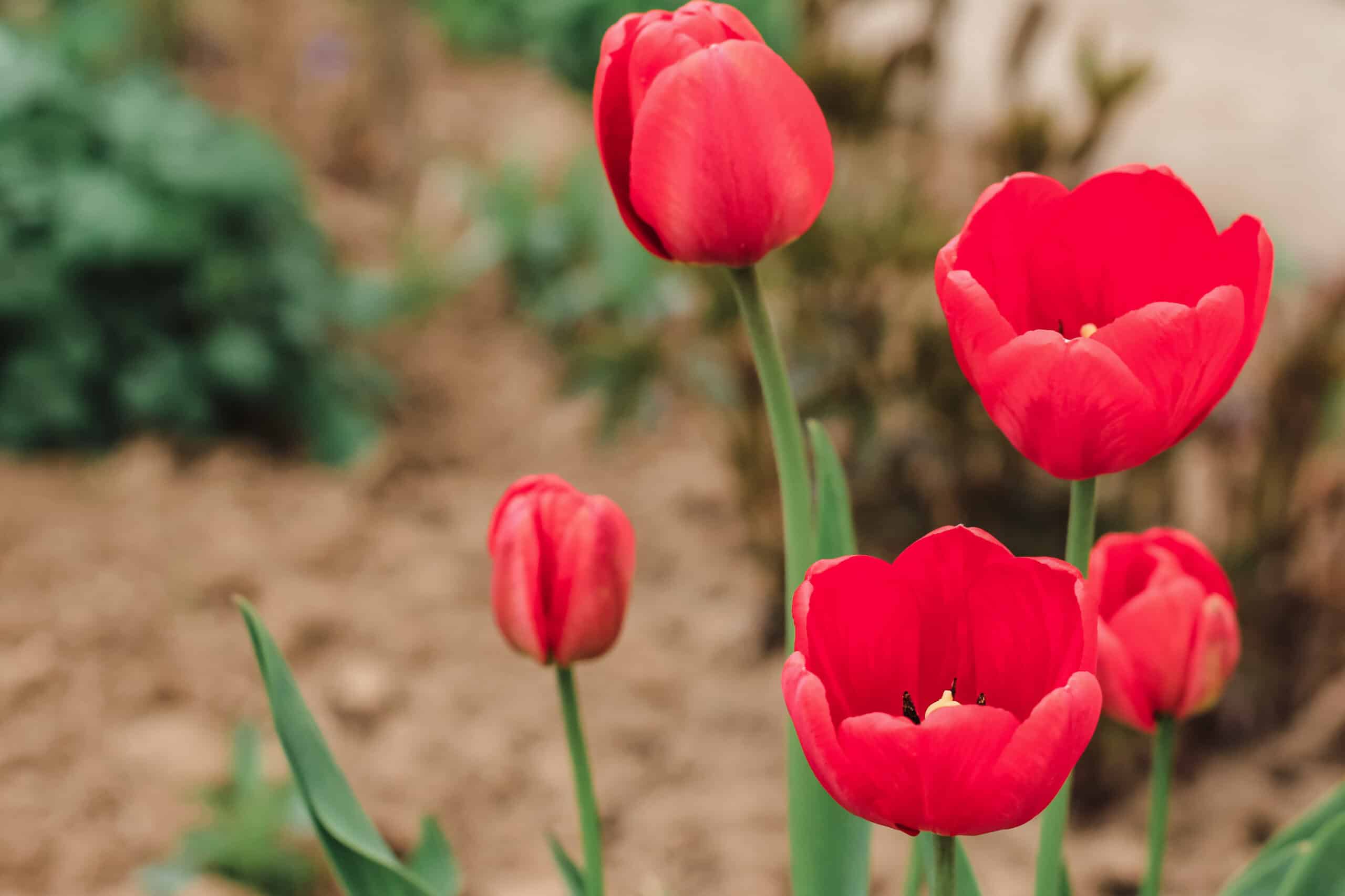Beautiful red tulips in flowerbed. Floral natural spring background.